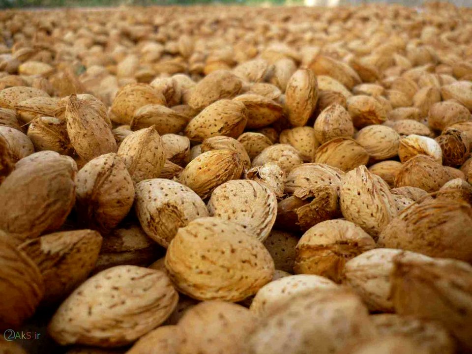 تصاویر بادام