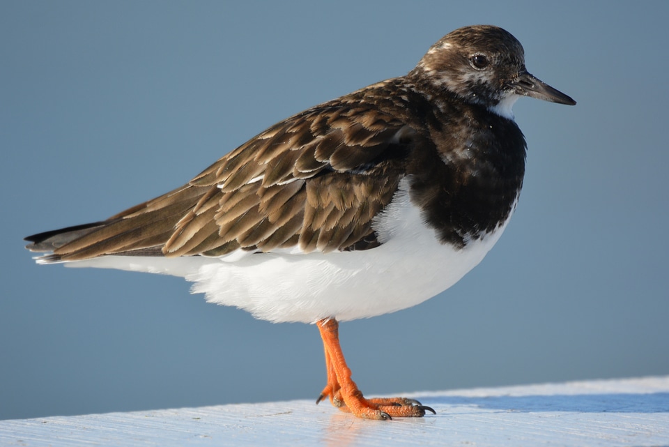 Animal nature ruddy turnstone
