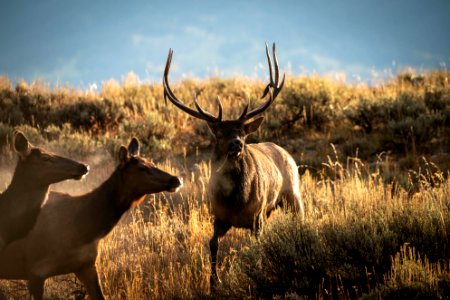 Elk Rut photo