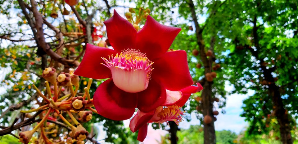 Abricó-de-macaco (Couroupita Guianensis)