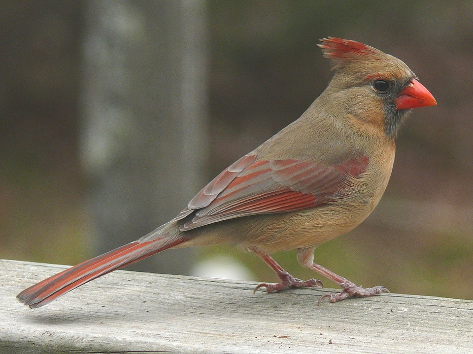 Wildlife bird perched photo