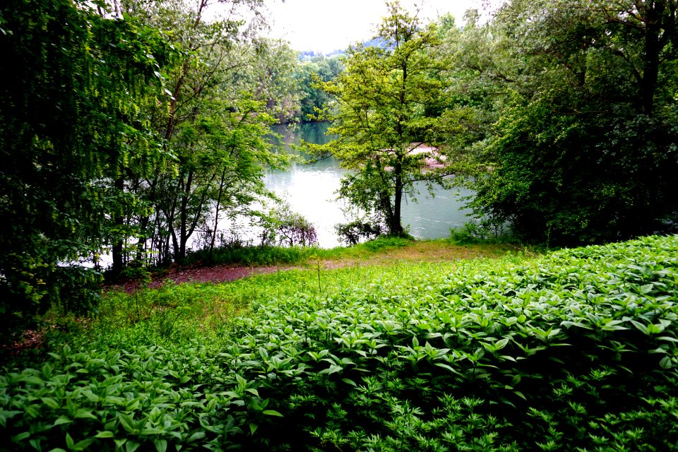 12. FIUMI E ALBERI (di Alessandro Gilardi)