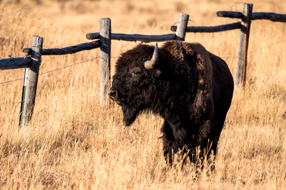 Bison