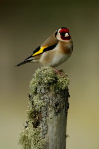 Goldfinch on a post