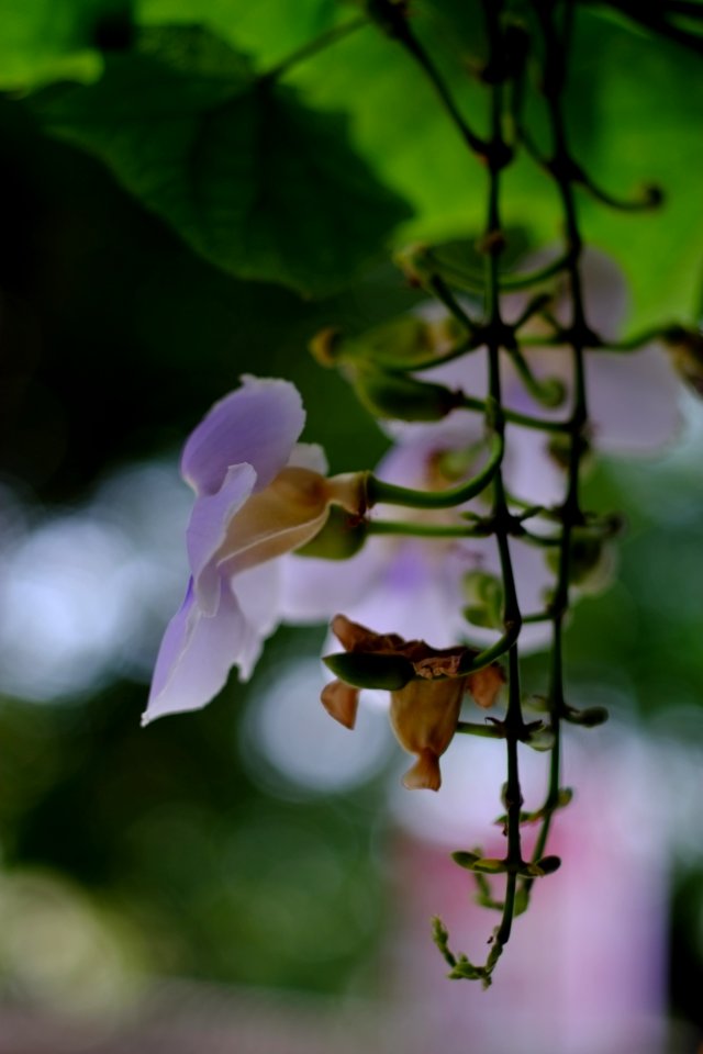 DSCF2258