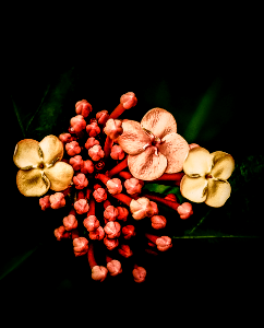 flower-v2