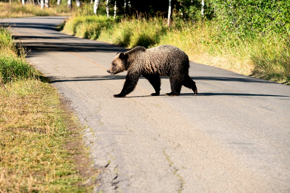 Grizzly on Moose-Wilson Road