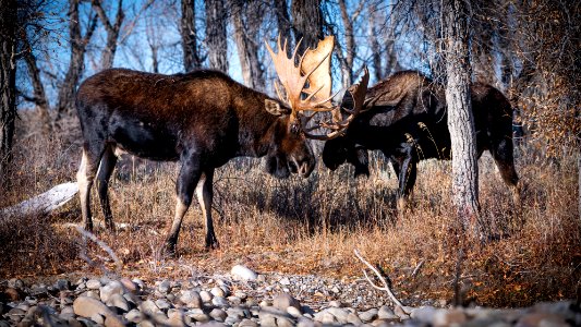 Bull moose sparring