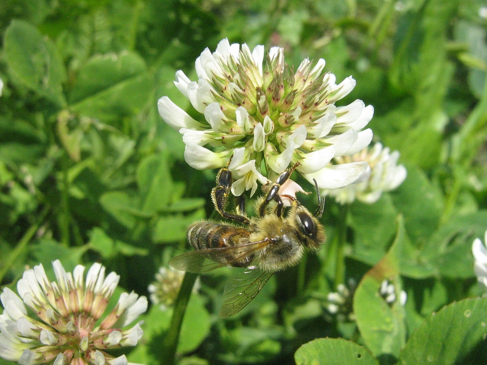 Pollen bees to obtain nectar nature