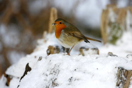 Robin photo