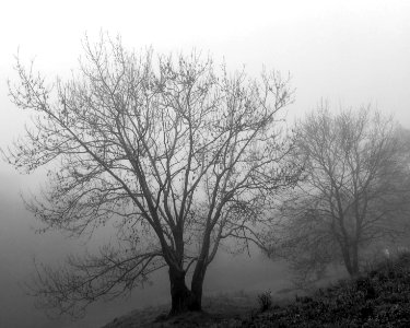 arboles en la niebla