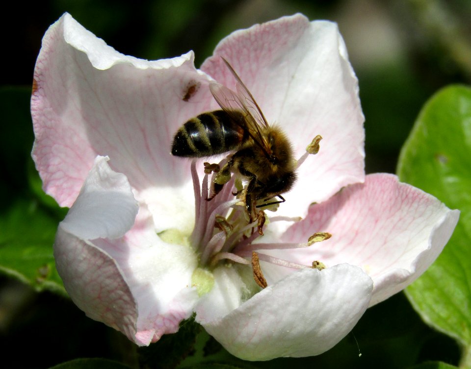 Bee on Quince Flower