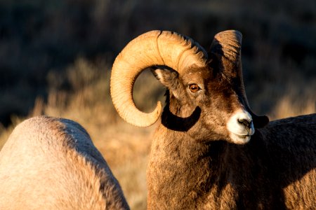 Bighorn Ram