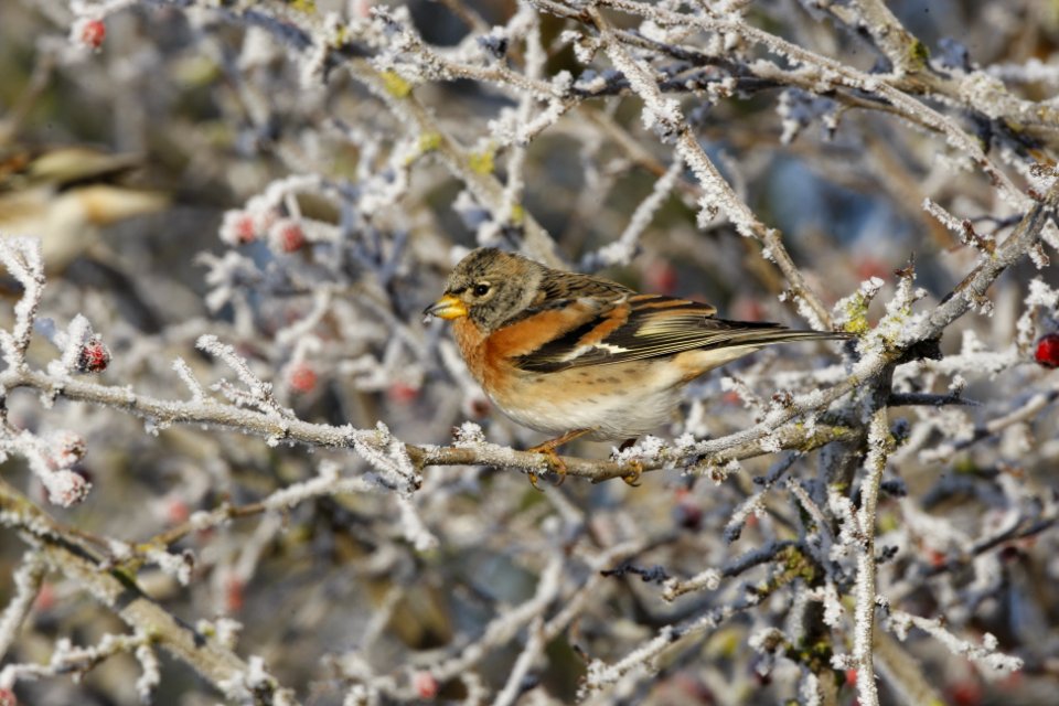 Brambling on a snowy branch