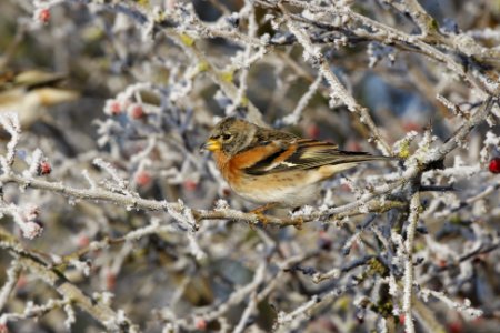 Brambling on a snowy branch