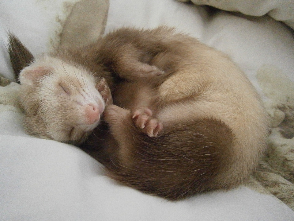 Ferret relaxation tenderness