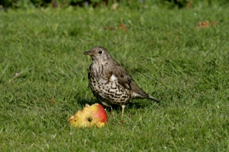 Mistle Thrush