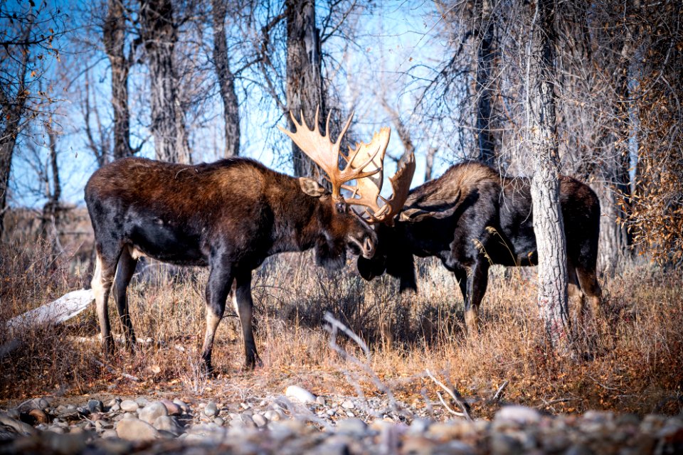 Bull moose sparring