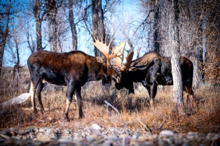 Bull moose sparring
