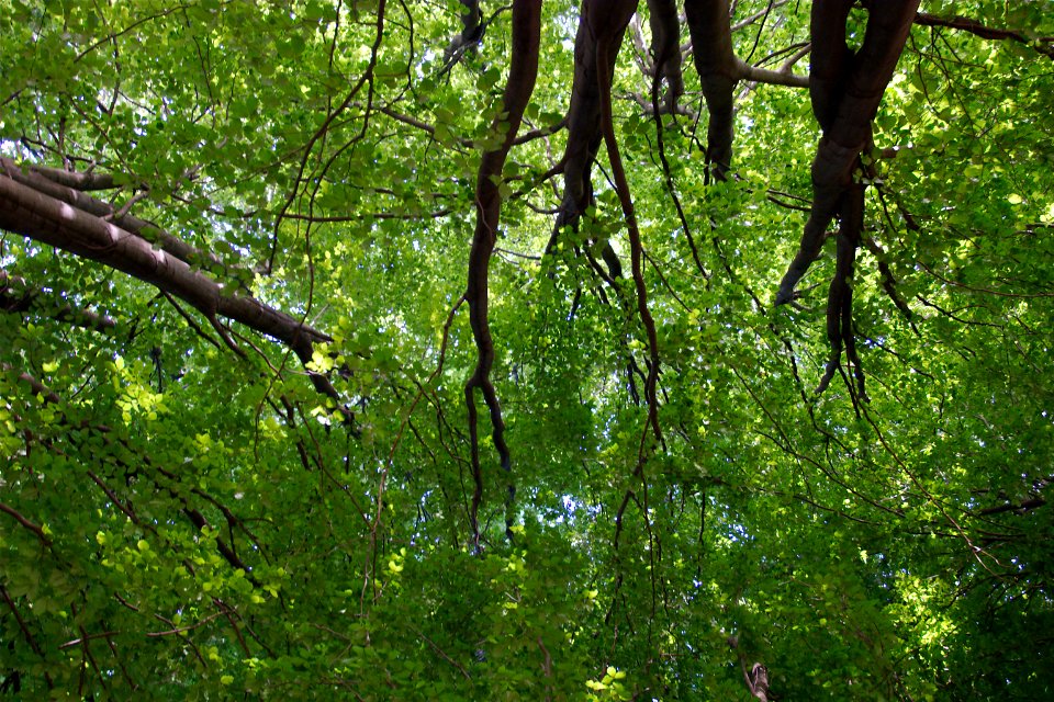 NEL VERDE DIPINTO DI VERDE (di Alessandro Burzio)