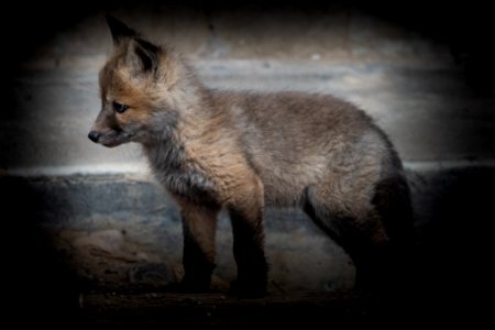 Red Fox Kit