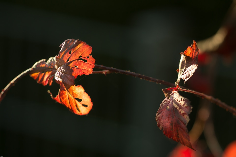 Detail autumn branches