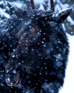 Cow Moose in the Snow