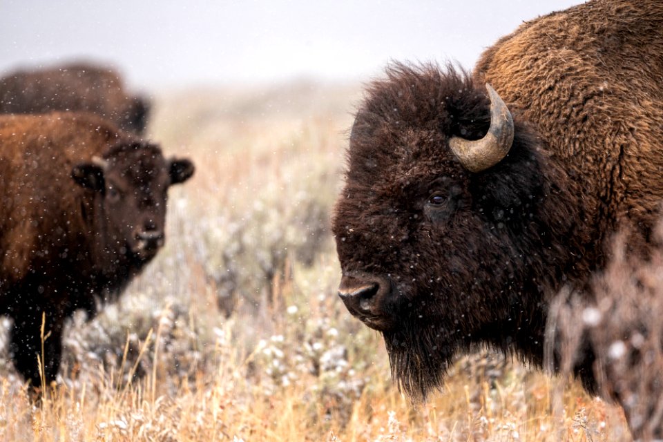 Bison