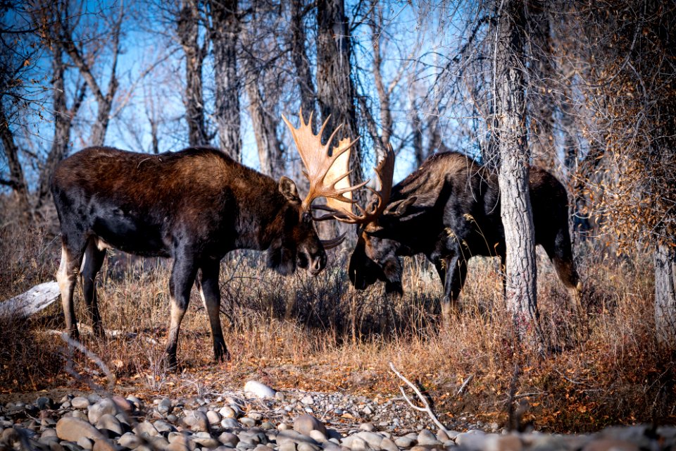 Bull moose sparring