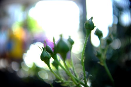 DSCF9926