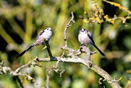 Two Long Tailed Tits