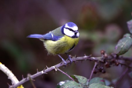 Blue Tit on a thorny branch photo