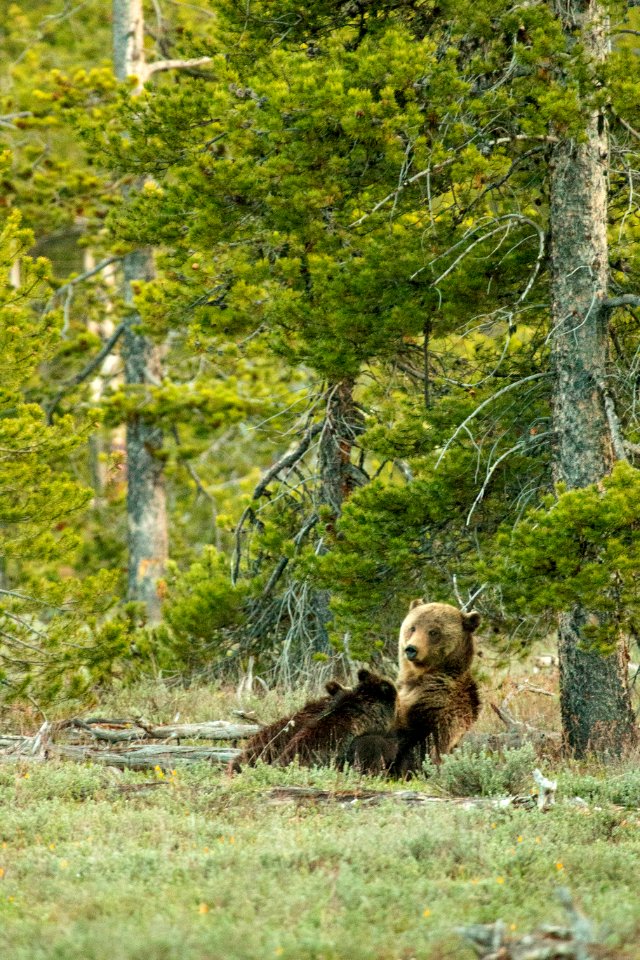 Grizzly Sow Nursing