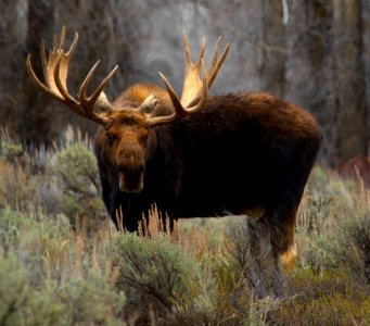 Moose at Gros Ventre
