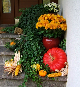 Autumn fruits corn pumpkin