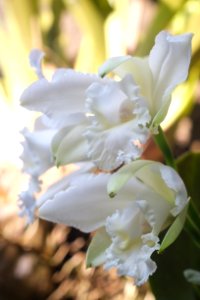 DSCF4214