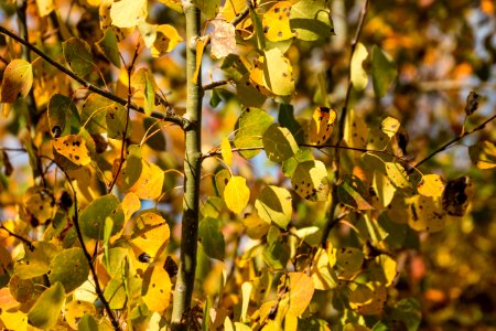Fall Aspen Leaves