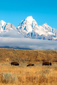 Bison near Gros Ventre