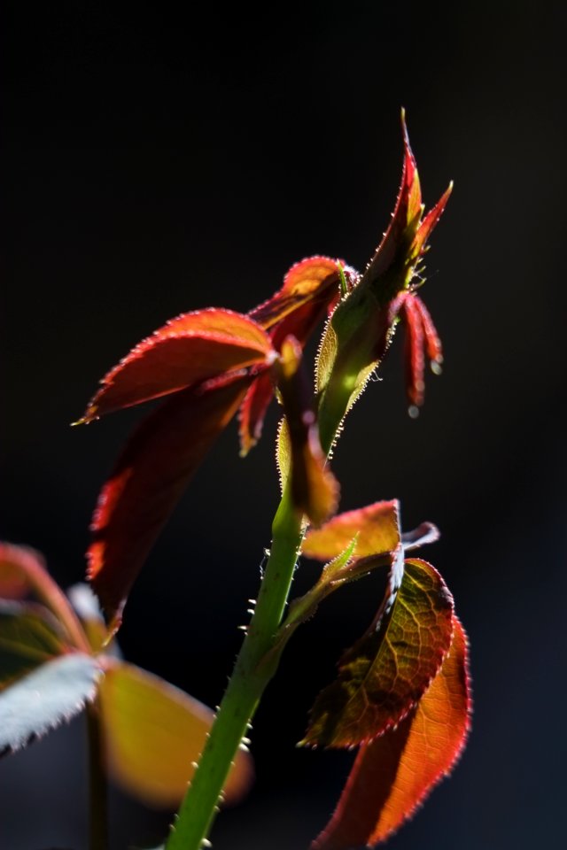 新芽