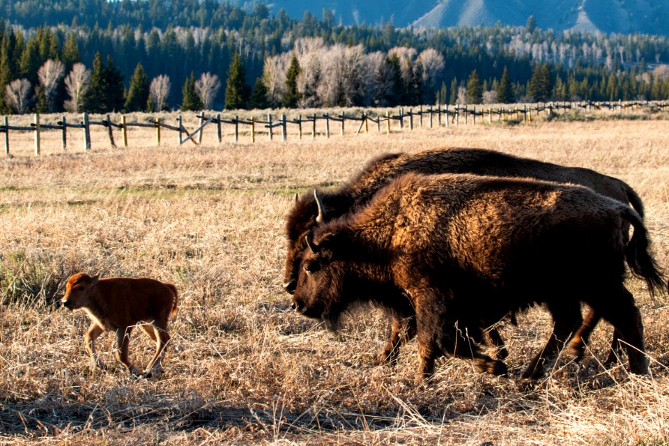 Bison Calf and Two Cows