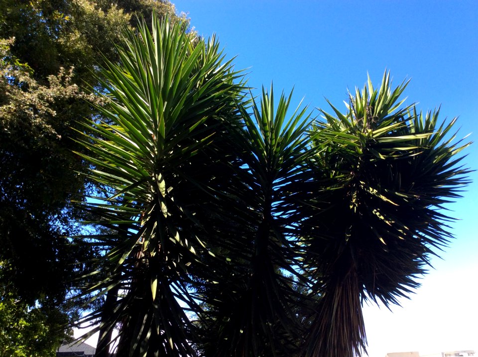 Mini Palm Tree