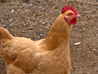 P1000600 - Chicken Hawk?