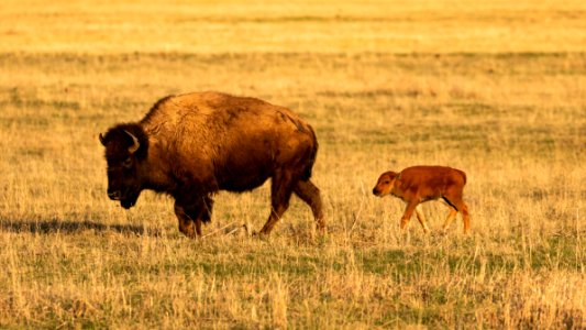 Bison cow and calf