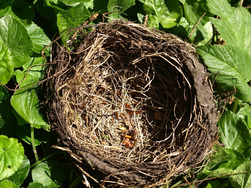 Nesting place nature hatchery