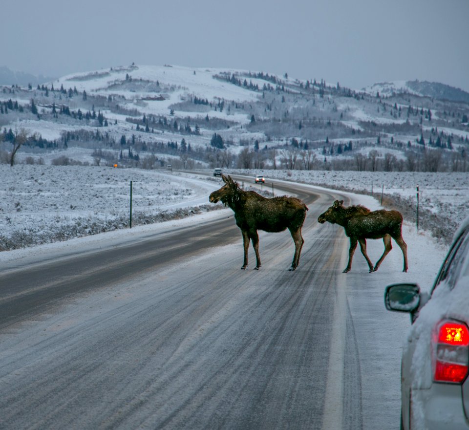 Moose Cow and calf crossing snowy road