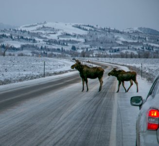 Moose Cow and calf crossing snowy road