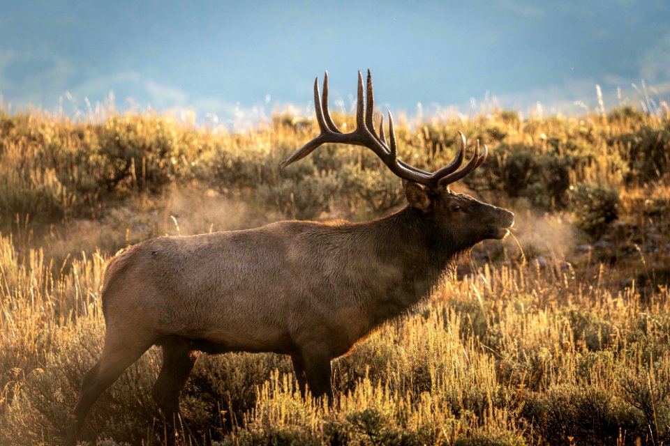 Bull Elk