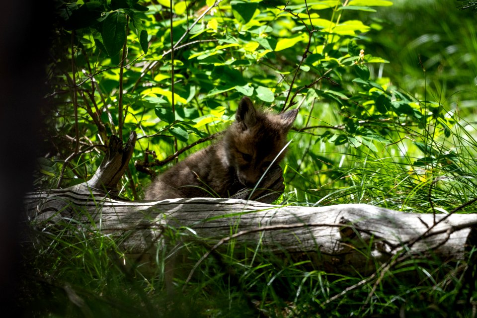 Red Fox Kit