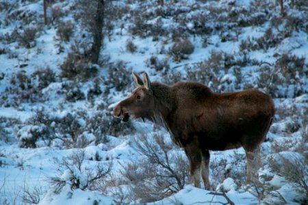 Young moose in winter