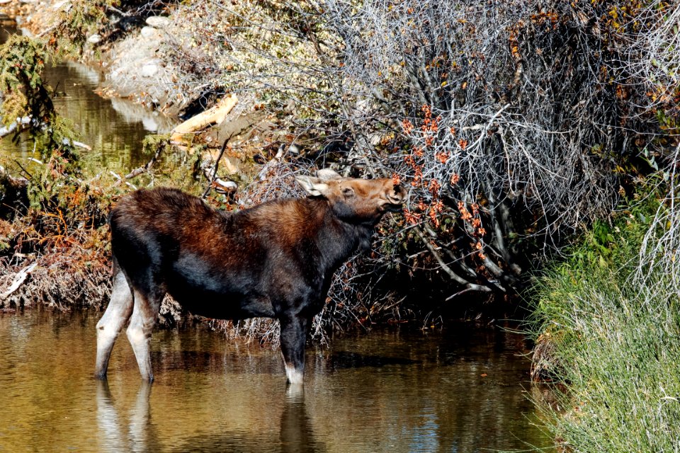 Moose